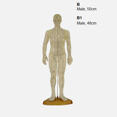 Acupuncture Model