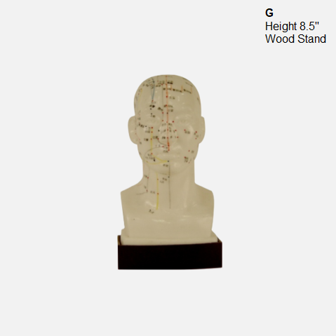 Acupuncture Model