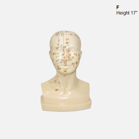 Acupuncture Model