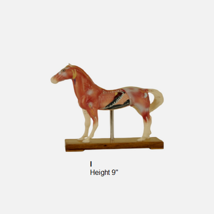 Acupuncture Model