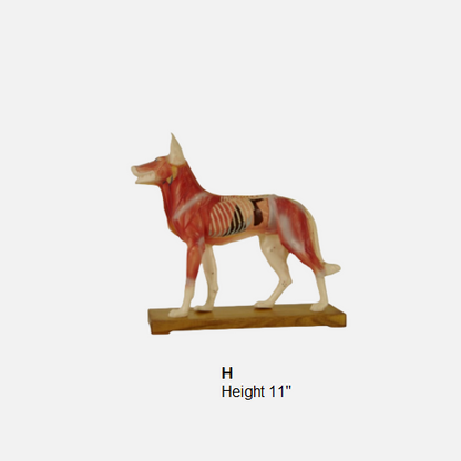 Acupuncture Model